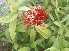 -中国科学院西双版纳热带植物园
