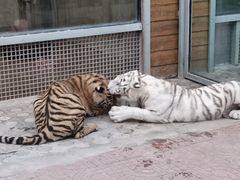 -西霞口神雕山野生动物世界