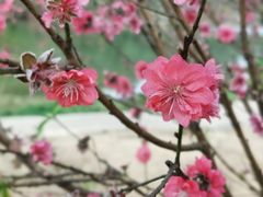 -南国桃园旅游度假区