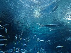 -海合安武汉极地海洋公园