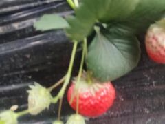 -大自然农场蔬菜草莓采摘园