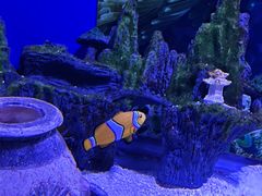 -芜湖新华联大白鲸海洋公园