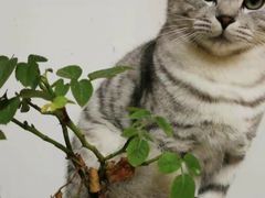 -瑞派先诺宠物医院•猫专科•普外科•中兽医(佛山院)