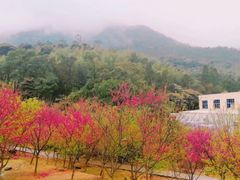 -福清灵石山国家森林公园