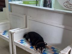 -瑞鹏·疫苗·绝育·宠物医院(金沙洲店)