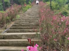 -南山植物园