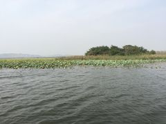 -微山湖红荷湿地景区