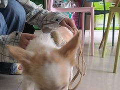 -乐琪宠物医院·犬猫专科·骨外科·急重症