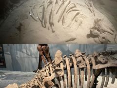 -浙江自然博物院(杭州馆)