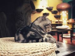 -猫猫幼稚园·撸猫·桌游·电玩