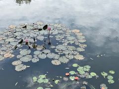 -上海滨江森林公园
