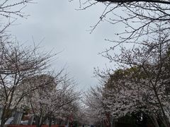 -高东镇樱花园