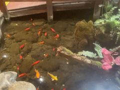 -银生食府·普洱菜(金星店)