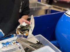 -日の船章鱼小丸子(骏壹万邦店)