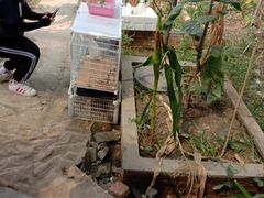 -马陆小张葡萄园农家乐