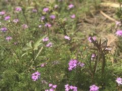 -三圣花乡旅游区