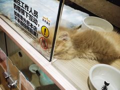 -屋虎猫馆(宝安大仟里店)
