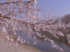 -桃花堤公园