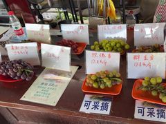 -马陆小张葡萄园农家乐