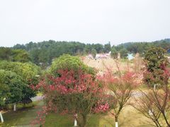 -铁山坪森林公园