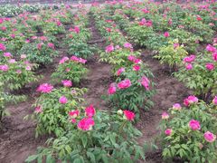 -曹州牡丹园