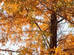 -白鹭湾湿地公园