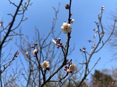 -梅花山(明孝陵内)
