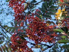 -白草畔自然风景区