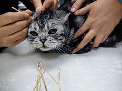 -中农国际动物医院24小时·猫科·骨科·急重症中心