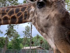 -清迈夜间动物园