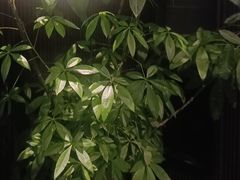 -阿伟海鲜楼·福建菜(涵江店)