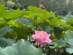 -陈家山荷花公园