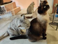 -猫儿山۰猫主题餐厅