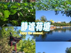 -莲湖公园