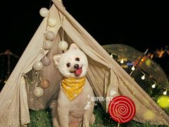 -超宠爱宠物摄影-Super pet