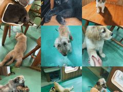 -藦茜花园宠物主题亲子互动体验馆(国顺东路店)