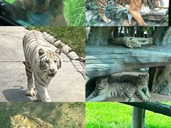 -北京野生动物园