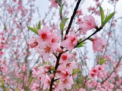 -白塘生态植物园