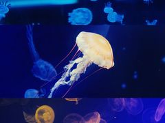 -海合安武汉极地海洋公园