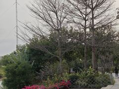 -福田红树林生态公园