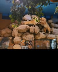 -卡通尼·Safari非洲探索乐园·生日会(金桥国际商业广场店)