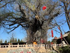 -大槐树寻根祭祖园