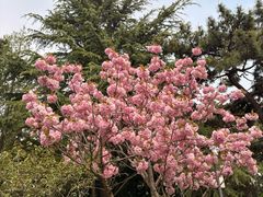 -八大关宾馆餐厅