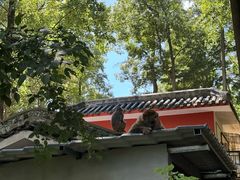 -黔灵山公园