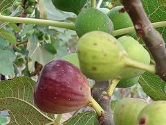 -新塘水果乐园(东洲大道店)