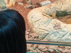 -上海大自然野生昆虫馆(东方明珠·爬宠昆虫探索中心)