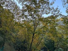 -藏龙百瀑风景区