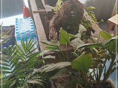 -冯记白土岗辣子鸡