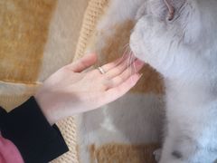 -藏猫猫咖啡主题馆(中央大道店)