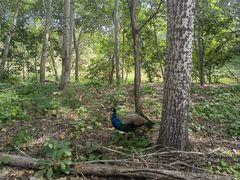 -北京麋鹿生态实验中心